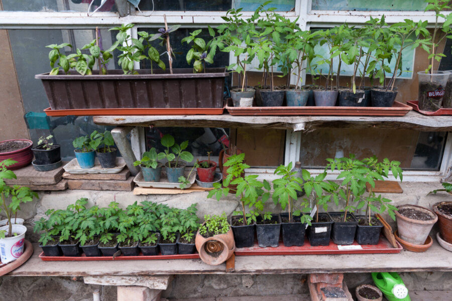 How to protect your plants from the risk of late frost