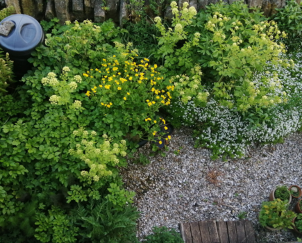 How to dry herbs