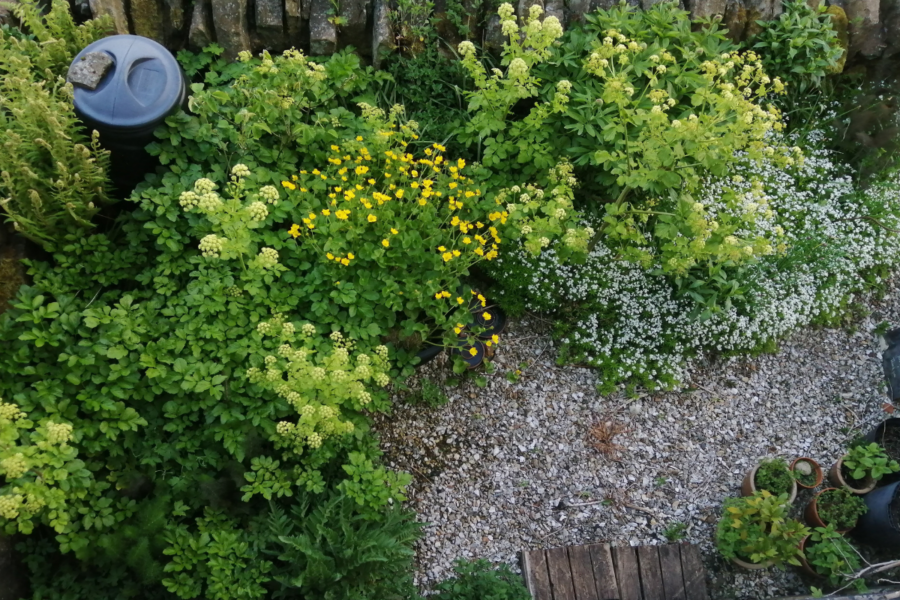 How to dry herbs