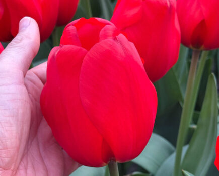 Top 5 tantalising tulips