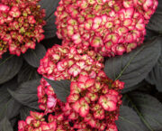 Sensational new generation shrubs