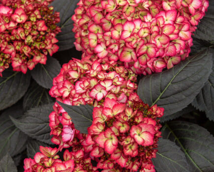 Sensational new generation shrubs