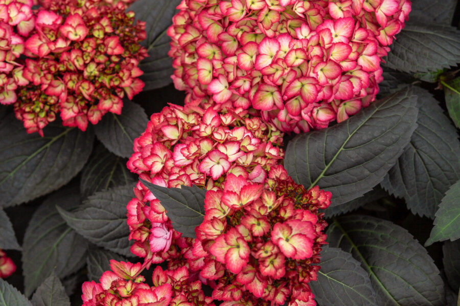 Sensational new generation shrubs