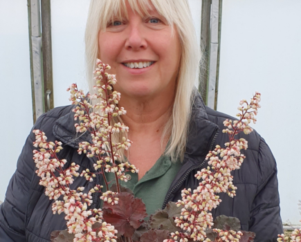 Find out more about the Heuchera family