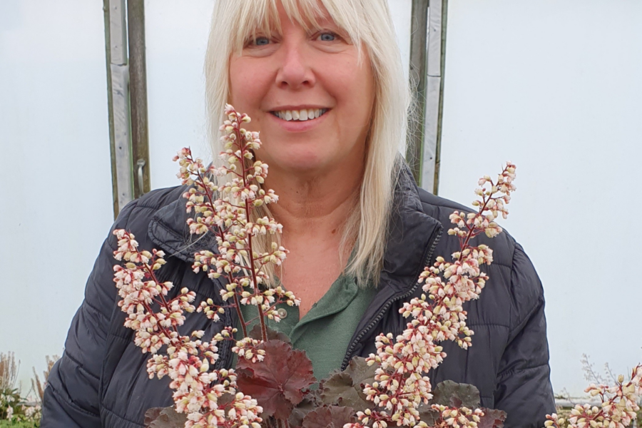 Find out more about the Heuchera family