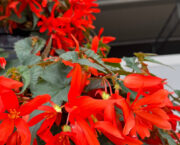 6 of the best begonias