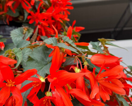 6 of the best begonias