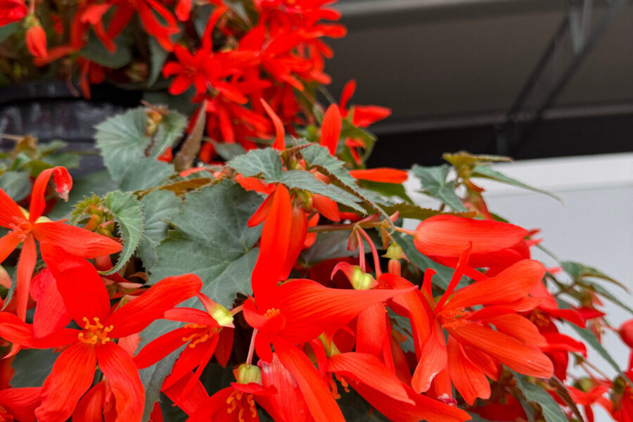 6 of the best begonias