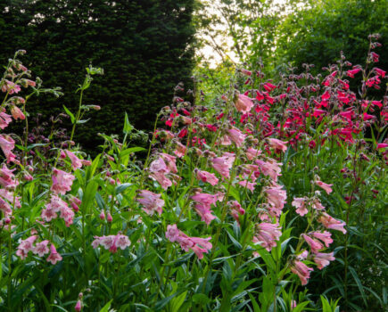 The best long-flowering perennials
