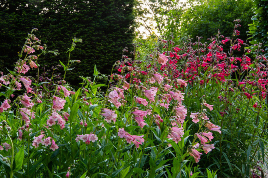 The best long-flowering perennials