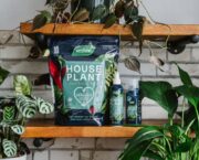 Win A Westland Houseplant Care Package To Help Your Indoor Jungle Thrive