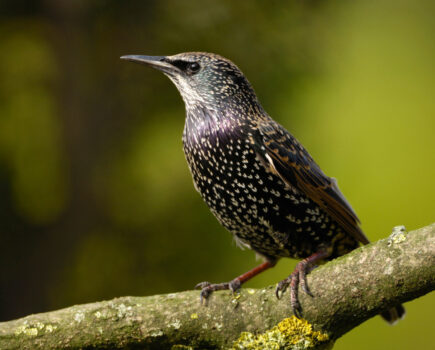 Our bird of the month – starlings