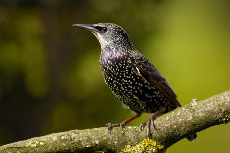 Our bird of the month – starlings