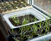 How to grow strong seedlings