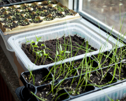 How to grow strong seedlings