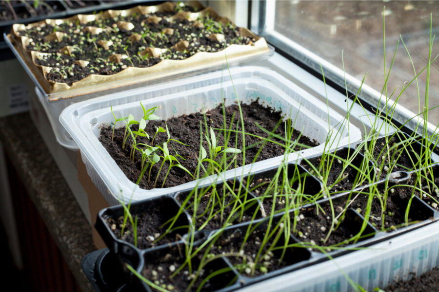 How to grow strong seedlings