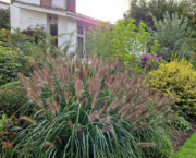 Great grasses for the garden