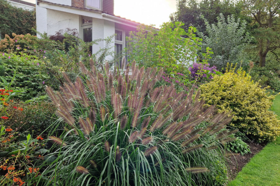 Great grasses for the garden