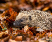 Helping hedgehogs