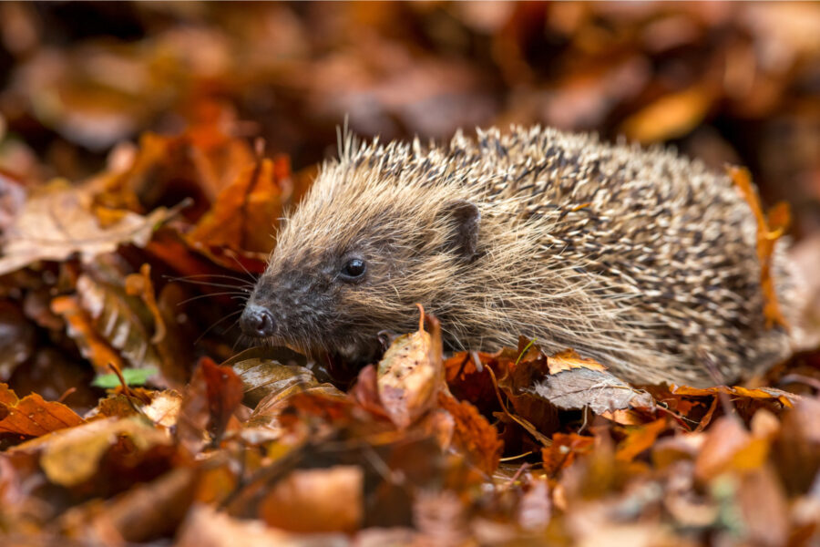 Helping hedgehogs