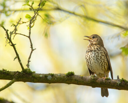 Bird of the month – the song thrush