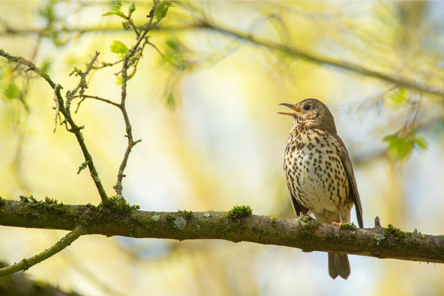 Bird of the month – the song thrush