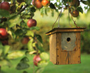 Easy small space apple trees