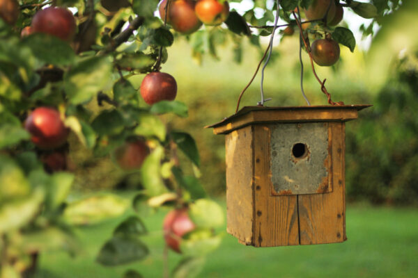 Easy small space apple trees