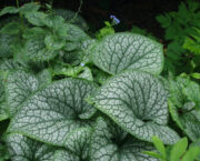 5 of the best brunnera