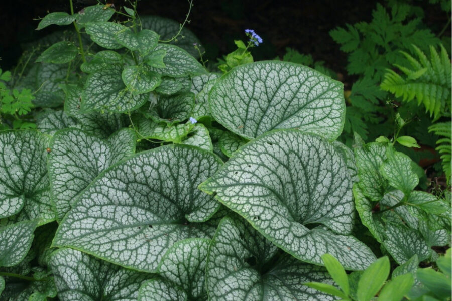 5 of the best brunnera