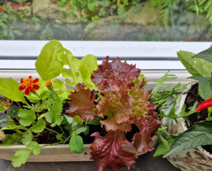 5 ideas for wonderful windowsill veg gardens