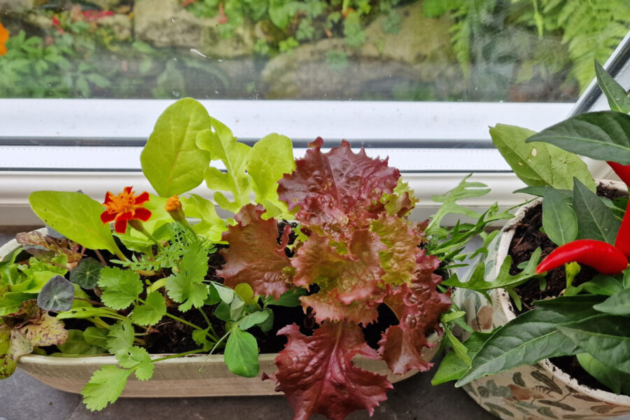 5 ideas for wonderful windowsill veg gardens