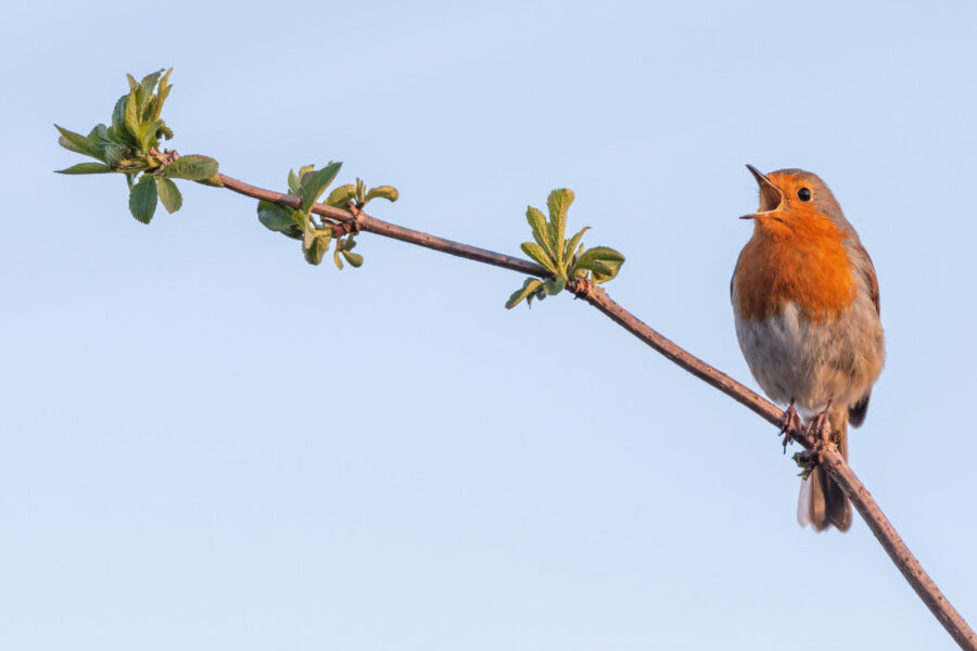 5 ideas for feel-good gardening this November