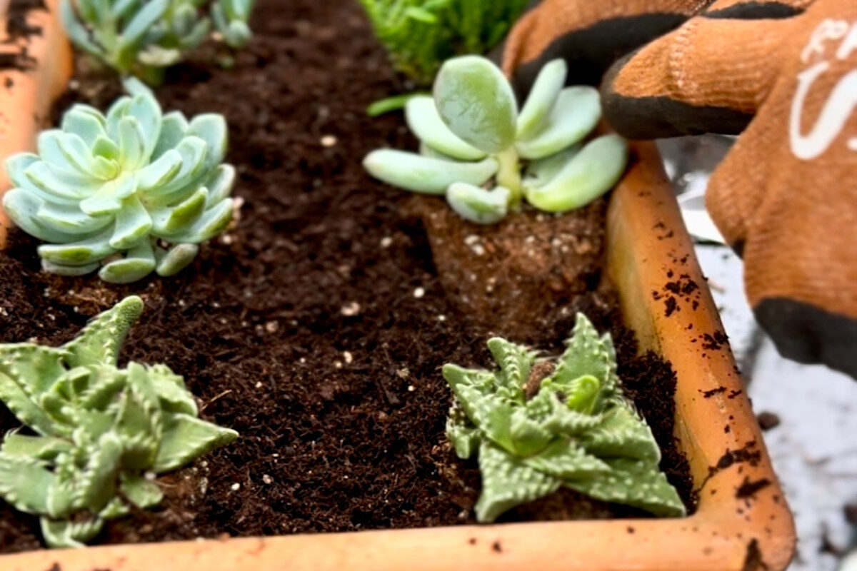 How to build a sensational succulent garden - Amateur Gardening
