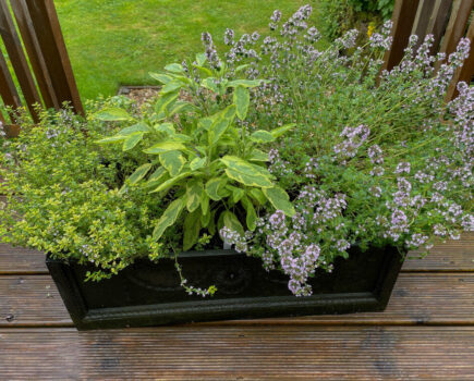 The best herbs for container growing