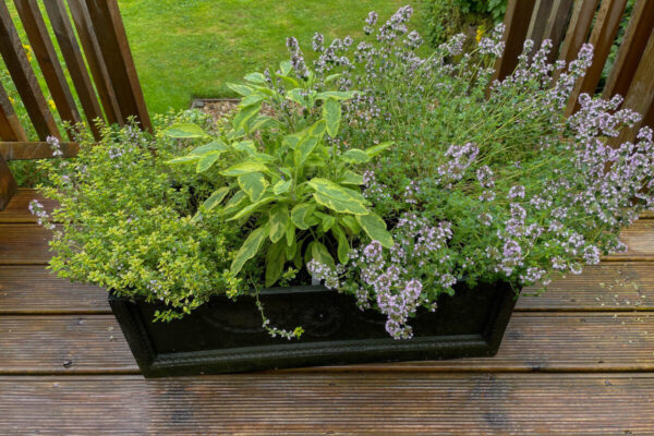 The best herbs for container growing