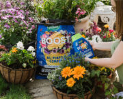 Win a Westland Summer Gardening Bundle Worth Over £100!