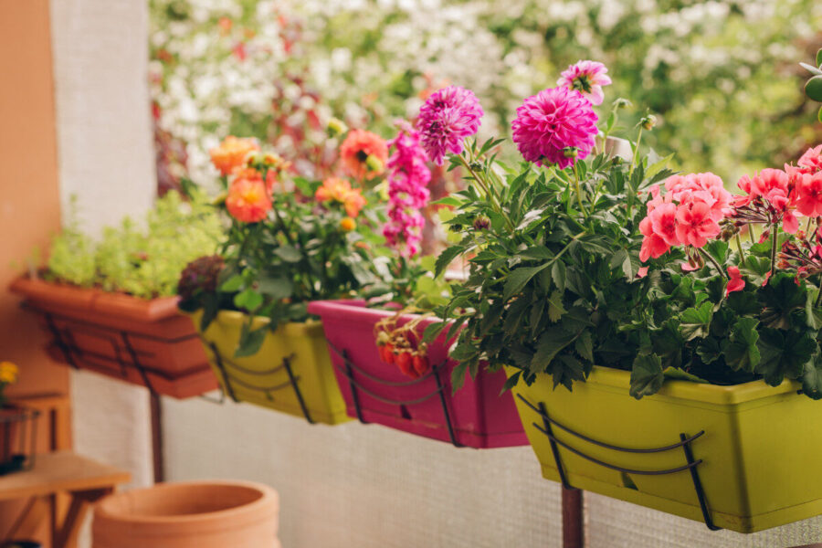 How to make more dahlias for free