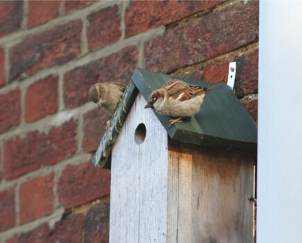 Bird of the month the house sparrow