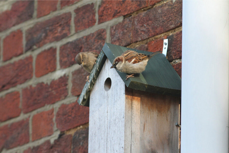 Bird of the month the house sparrow