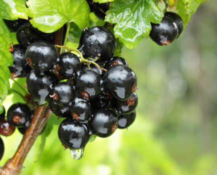 5 ways to protect fruit harvests