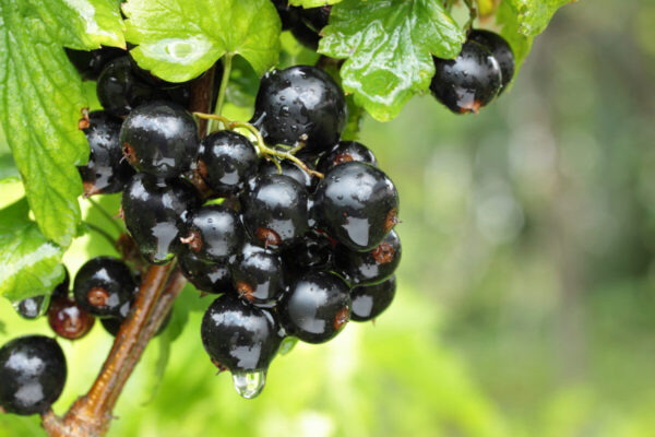 5 ways to protect fruit harvests
