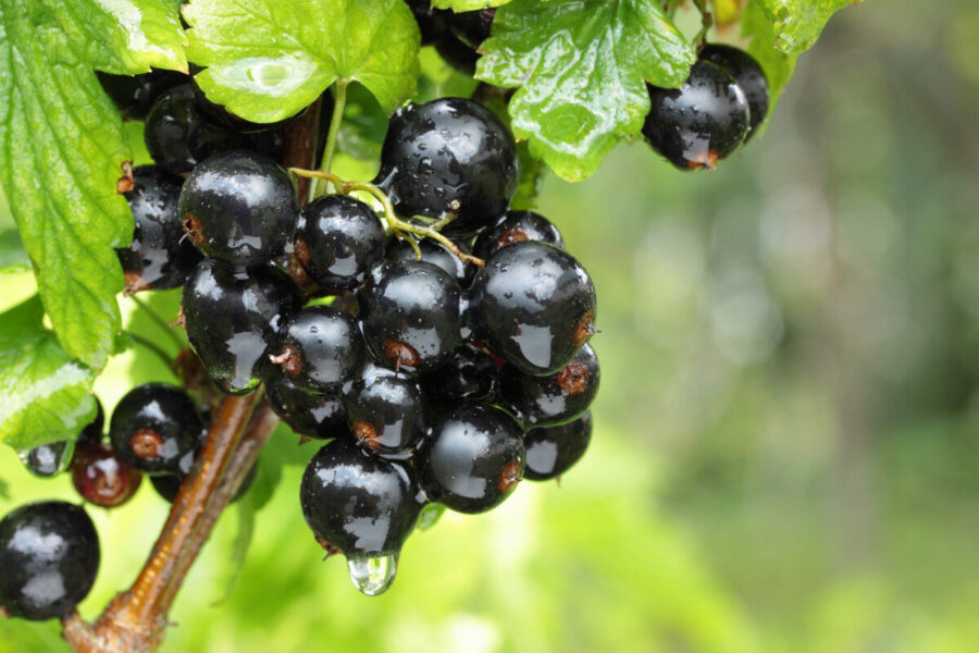5 ways to protect fruit harvests
