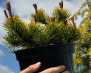 Six of the best conifers
