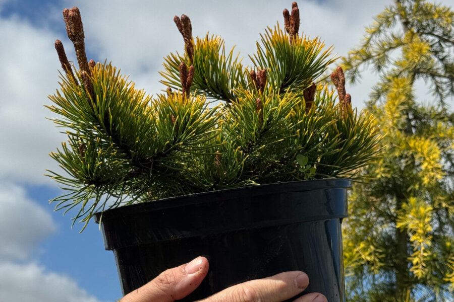 Six of the best conifers