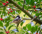 Shrubs for biodiversity and better gardens for us all