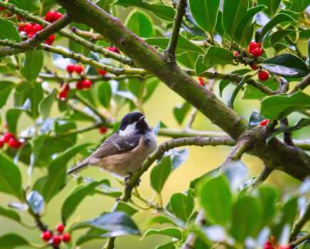 Shrubs for biodiversity and better gardens for us all