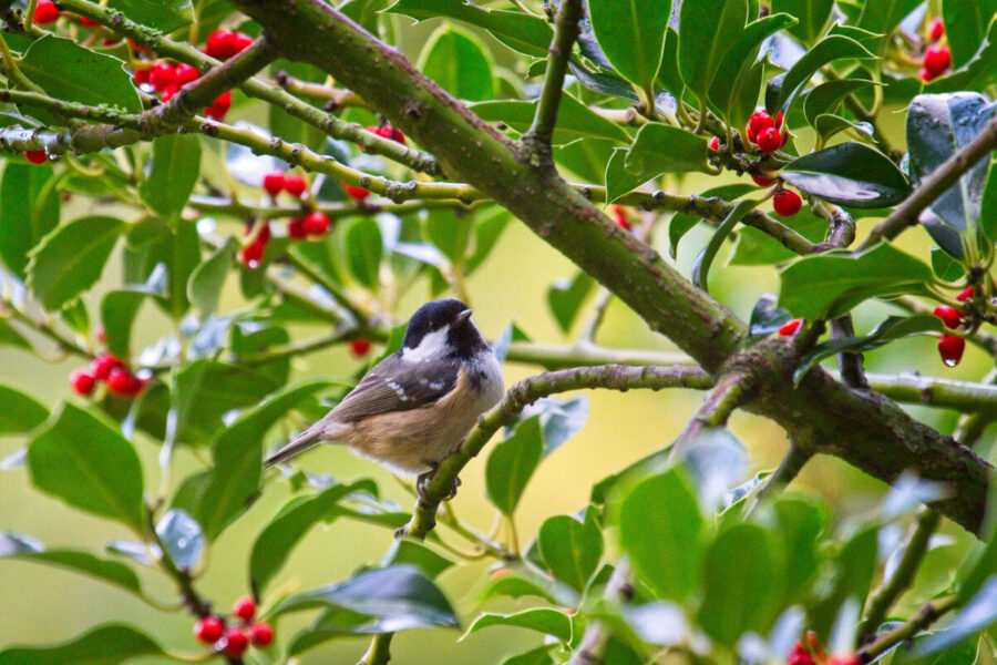 Shrubs for biodiversity and better gardens for us all