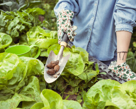 Natural pest control tips