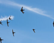 Bird of the month – the sensational swift